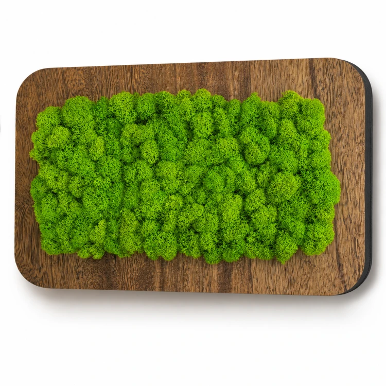 Obraz z mchu stabilizowanego chrobotek Spring Green w ramie z drewna paulownia